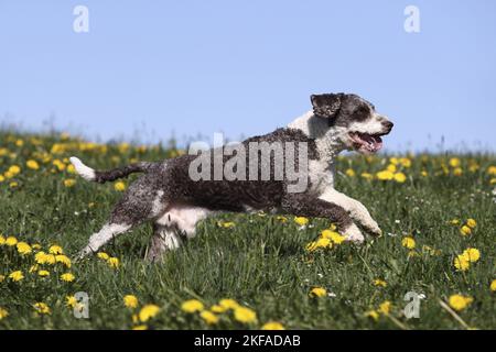 Esecuzione di Perro de Agua Espanol Foto Stock