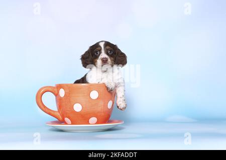 American Miniature Dachshund Puppy Foto Stock