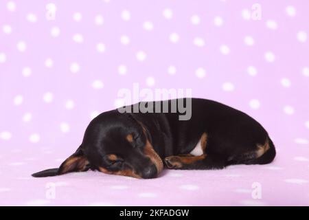 American Miniature Dachshund Puppy Foto Stock