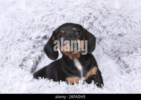 American Miniature Dachshund Puppy Foto Stock