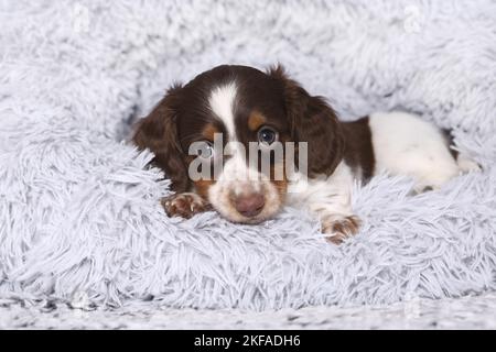 American Miniature Dachshund Puppy Foto Stock
