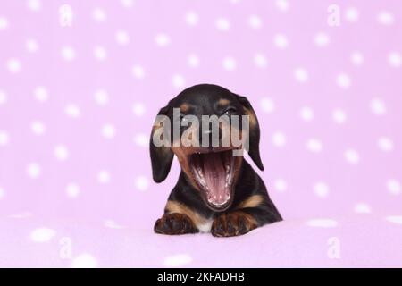 American Miniature Dachshund Puppy Foto Stock