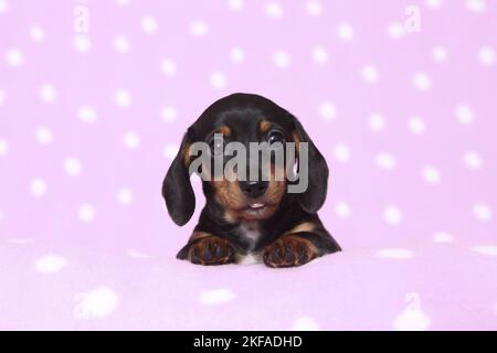 American Miniature Dachshund Puppy Foto Stock