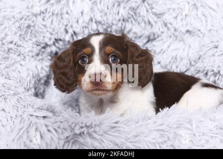 American Miniature Dachshund Puppy Foto Stock