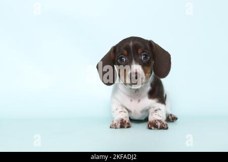 American Miniature Dachshund Puppy Foto Stock