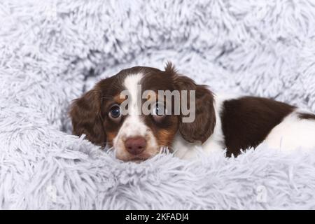 American Miniature Dachshund Puppy Foto Stock