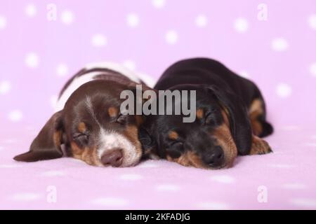 2 American Miniature Dachshund Puppies Foto Stock