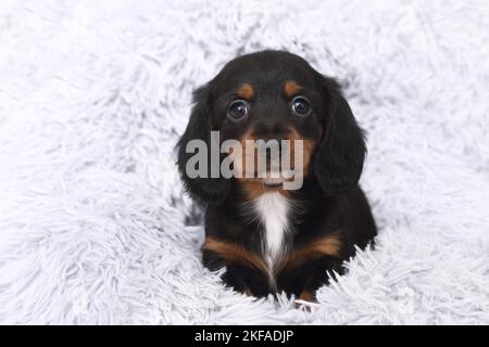 American Miniature Dachshund Puppy Foto Stock