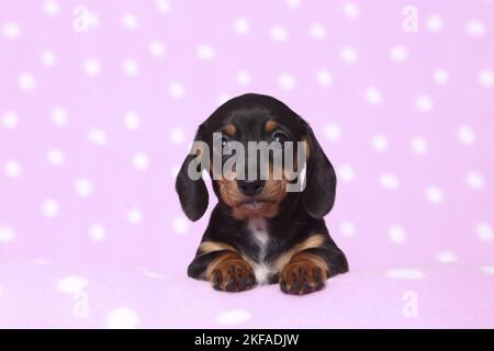 American Miniature Dachshund Puppy Foto Stock