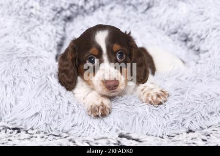 American Miniature Dachshund Puppy Foto Stock