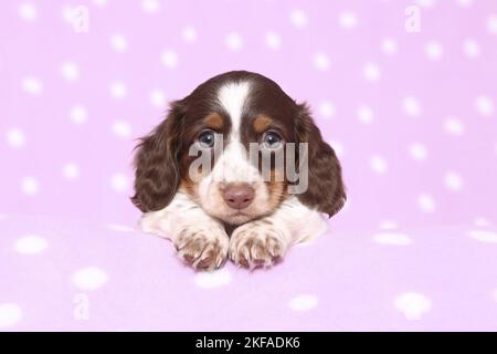 American Miniature Dachshund Puppy Foto Stock