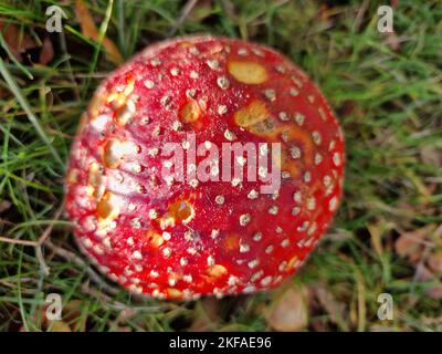 Toadstool Foto Stock