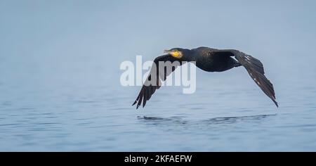 Phalacrocorax carbo volare, vola sopra l'acqua alla ricerca di cibo, habitat, la migliore foto. Foto Stock