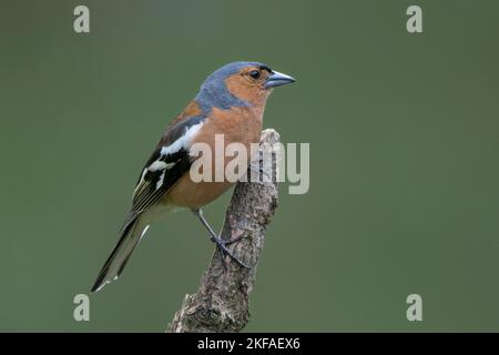 Maschio Chaffinch, Fringilla coelebs, arroccato sulla cima dell'albero di conifere. Primo piano immagine di bei colori del maschio Chaffinch in Scozia. Foto Stock