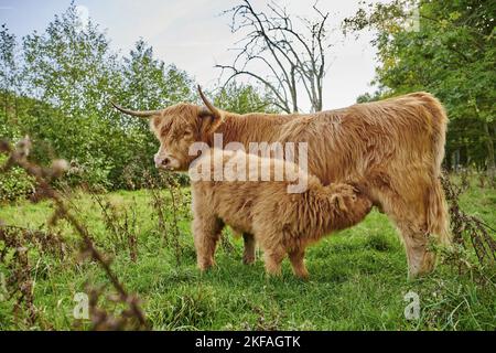 Highland Cattle Foto Stock