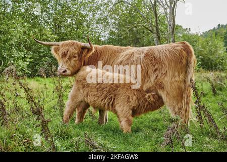 Highland Cattle Foto Stock