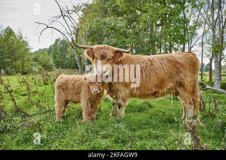 Highland Cattle Foto Stock