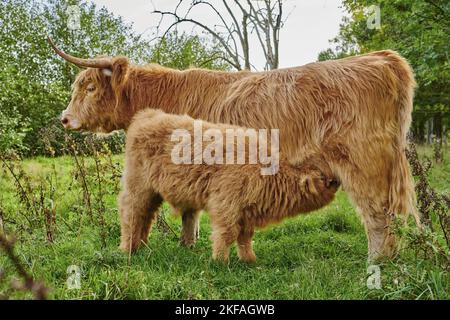 Highland Cattle Foto Stock