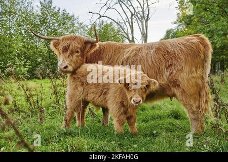 Highland Cattle Foto Stock