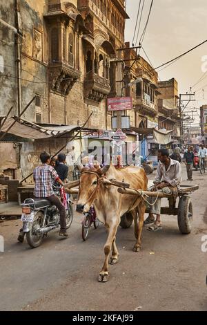 Zebu sulle strade indias Foto Stock