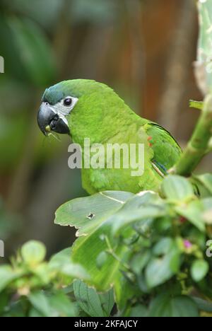 Rosso-Macaw con spallamento Foto Stock