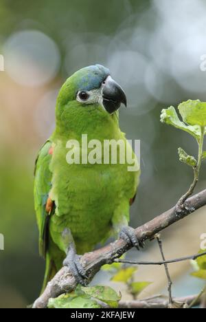 Seduto Macaw rosso-spalla Foto Stock