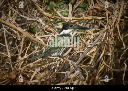 Martin pescatore amazzonico seduto Foto Stock