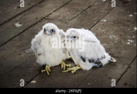 Giovani falchi di Peregrine Foto Stock