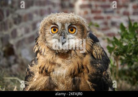 Gufo reale ritratto Foto Stock