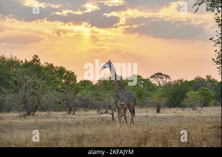 Giraffa rodesiana Foto Stock