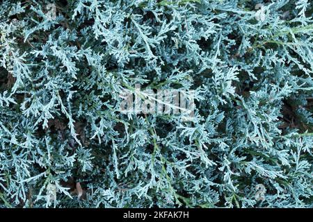 Blu, Ginepro strisciante, Ghiacciaio Juniperus horizontalis, Ginepro blu, aghi, Piante di copertura Conifer, Juniperus Foto Stock