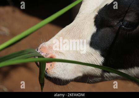 Mucca che mangia le foglie verdi fresche esposte alla luce naturale del sole del mattino Foto Stock