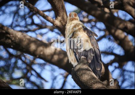 avvoltoio di noce di palmo Foto Stock
