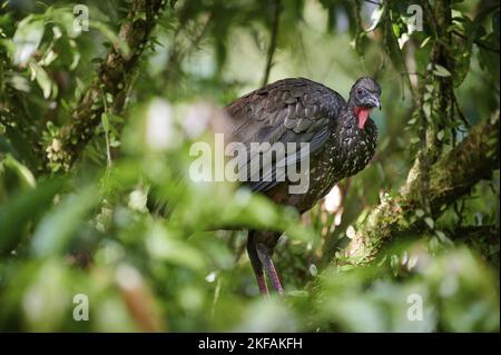 Crested guan Foto Stock