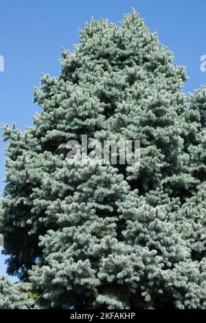 Picea pungens albero Colorado Blue Spruce o Silver Spruce albero Foto Stock
