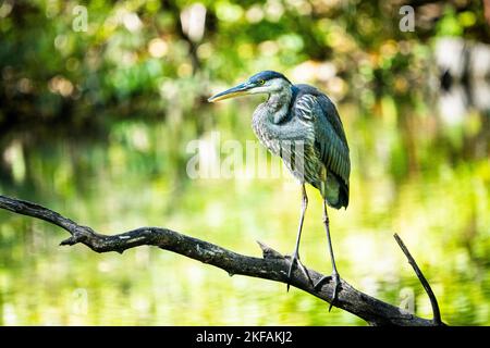 Great Blue Heron arroccato su un ramo su una palude poco profonda lungo il fiume San Lorenzo. Foto Stock