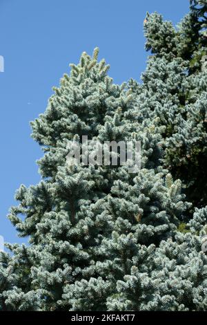 Colorado Blue Spruce Picea pungens 'Molll' Blue, abete rosso, giardino, Cultivar, abete rosso argento Foto Stock