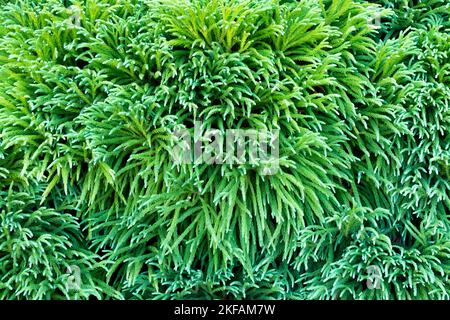 Cedro giapponese, Cryptomeria japonica 'pygmaea', Gymnospermae, pianta, Conifer Foto Stock