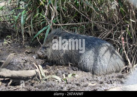 Acciuffato pecari (Pecari tajacu) in un foro di irrigazione. Questo maiale-come mammifero cresce a circa 1,5 metri di lunghezza ed è diffuso in tutto il territorio dell'tro Foto Stock