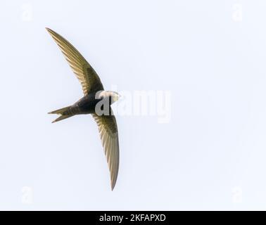 Comune rapido in volo contro il cielo Foto Stock