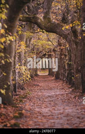 Tunnel naturale di 'amore' formato da vecchi rami di salice, faggio e quercia Foto Stock