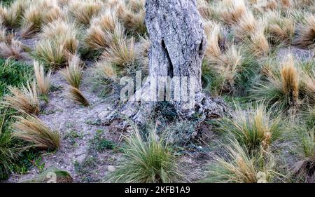 Un pezzo di legno appassito circondato da erba leggera in un parco vicino al mare in Grecia Foto Stock