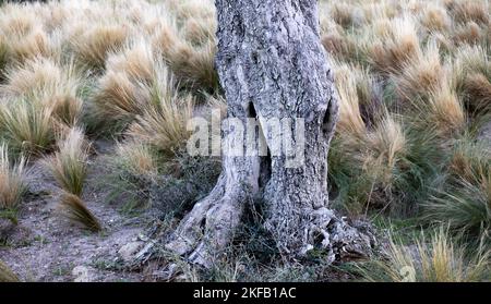 Un pezzo di legno appassito circondato da erba leggera in un parco vicino al mare in Grecia Foto Stock