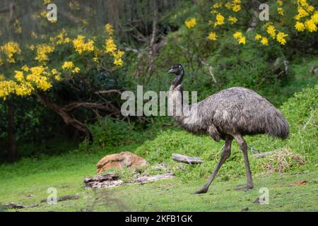 wild emu (Dromaius novaehollandiae) presso la riserva naturale di Tower Hill, Victoria. Foto Stock
