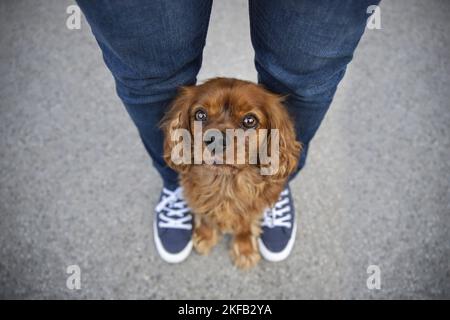 Umano con il Cavalier re Charles Spaniel Foto Stock