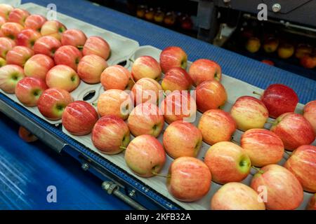 Imballaggio di mele fresche e classificate in un impianto di trasformazione alimentare. Mele nelle unità di consumo. Foto Stock