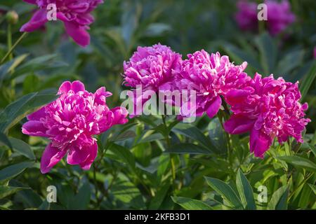 peonie rosa in fiore versate al sole nel giardino estivo Foto Stock