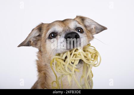 Mongrel ritratto Foto Stock