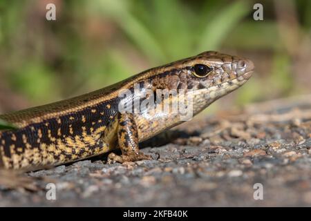 Eastern Water Skink (Eulamprus quoyii), Sydney, Australia Foto Stock