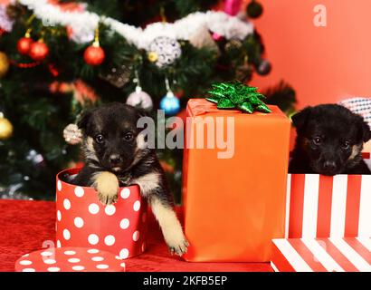 Doggies guardare fuori di strisce e macchiato scatole di Natale Foto Stock